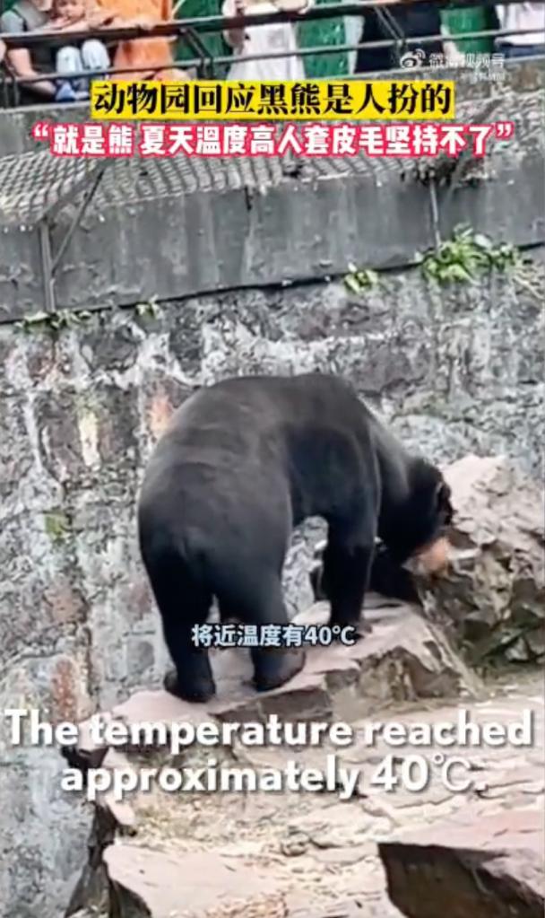 Sun bear at the heart of viral conspiracy.