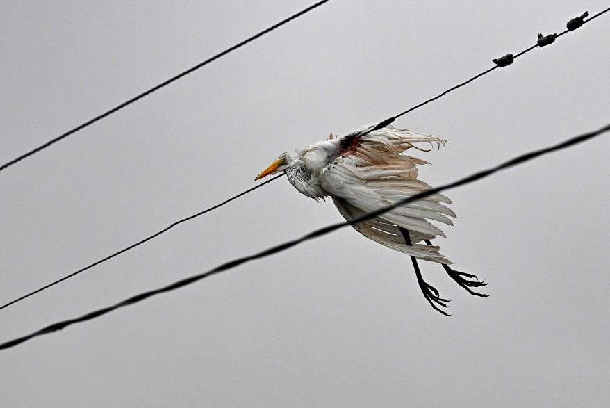 A dead bird on a wire at the Steinhatchee Marina in Steinhatchee, Florida.