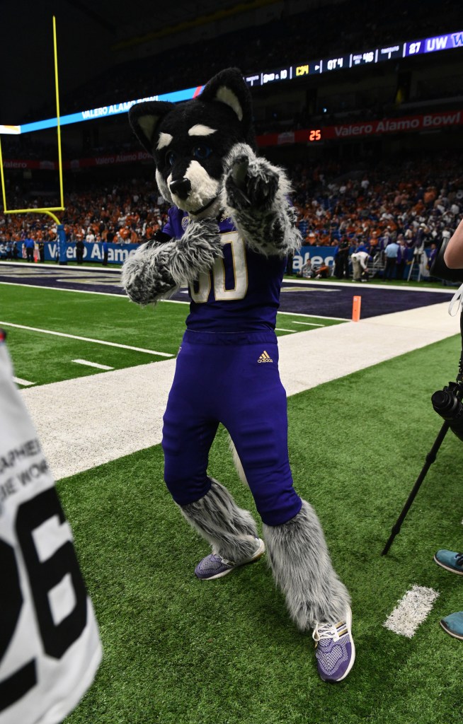 The Washington Huskies mascot poses for a photo during th Valero Alamo Bowl