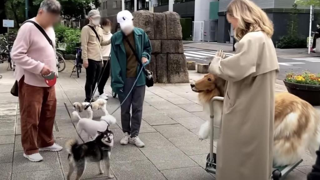 Toco in public in collie suit with handler and real dogs