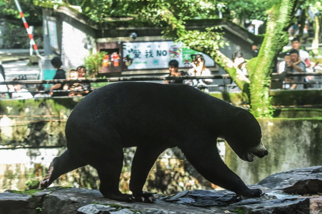 A sun bears walks in its enclosure at Hangzhou Zoo in Hangzhou.