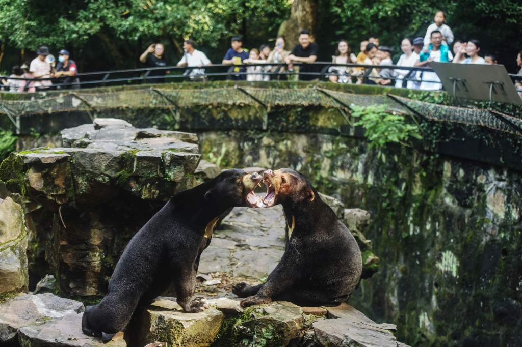 Two sun bears interact in their enclosure at Hangzhou Zoo in Hangzhou, in China's eastern Zhejiang province on August 1, 2023.