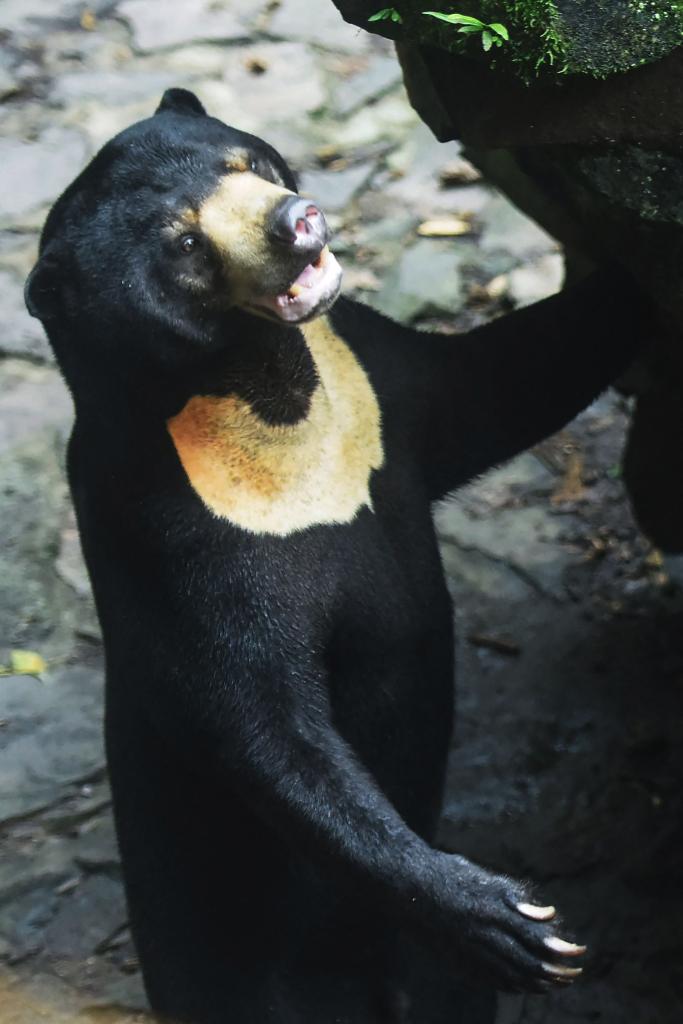 A sun bear stands in its enclosure at Hangzhou Zoo in Hangzhou