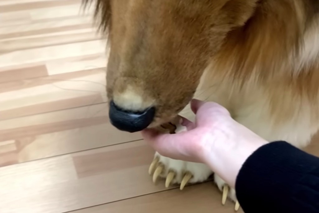 Toco's "provider" feeds him fake dog treats.