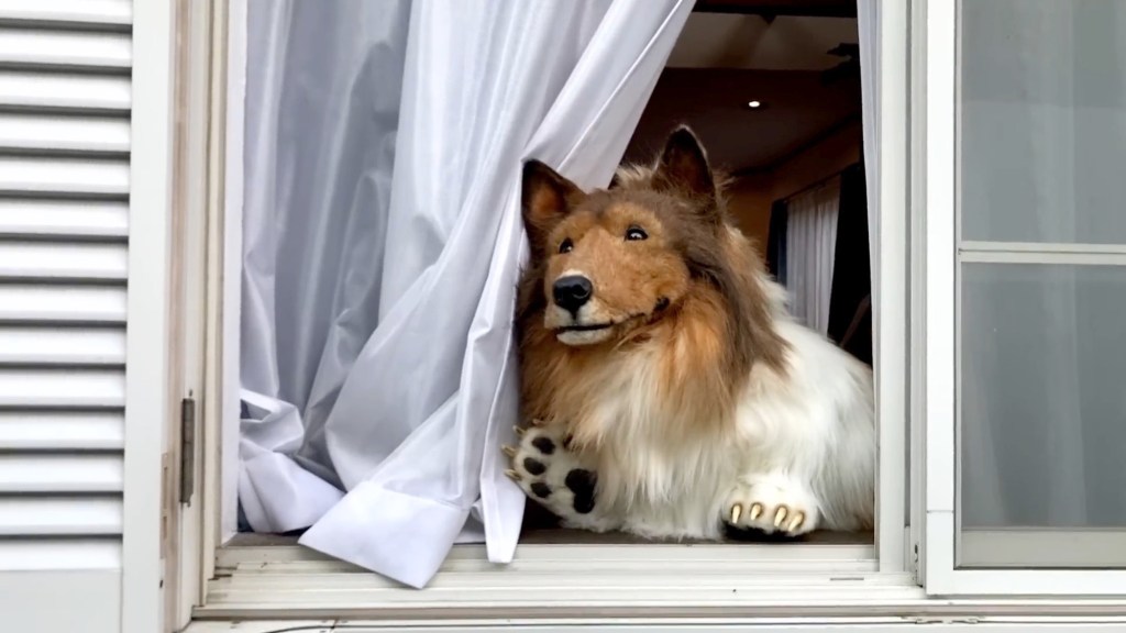 Toco in a realistic rough collie costume looking out a window. 