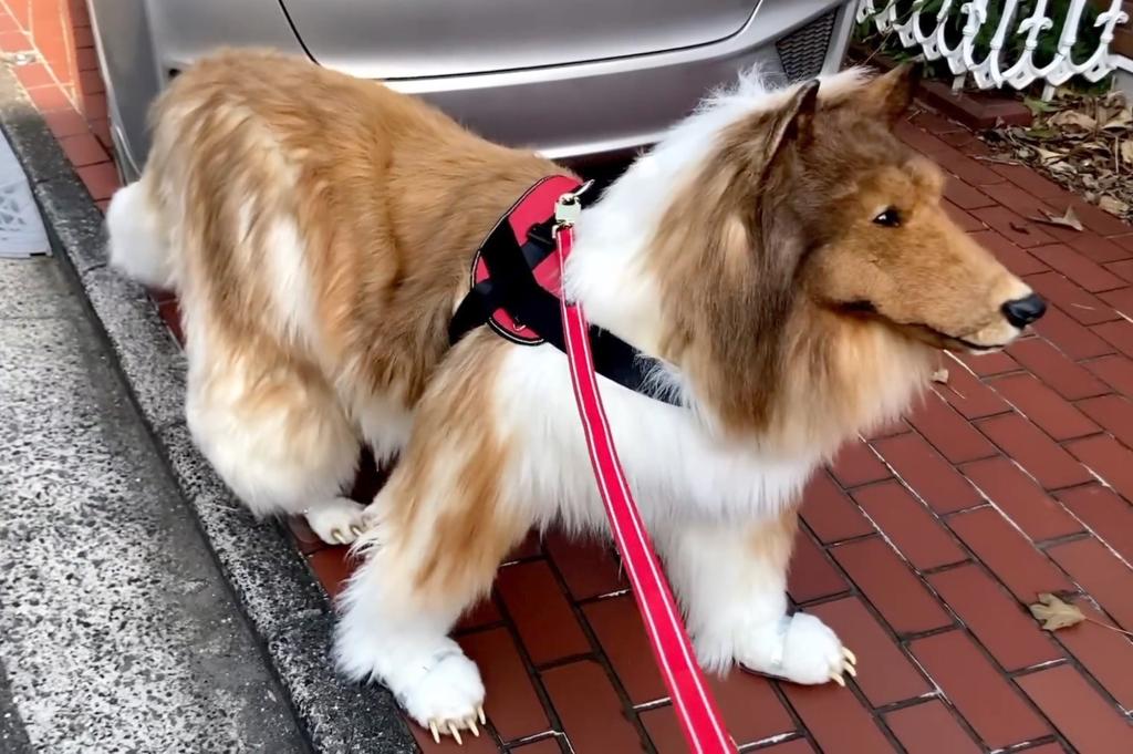 Toco in a realistic rough collie costume on a leash