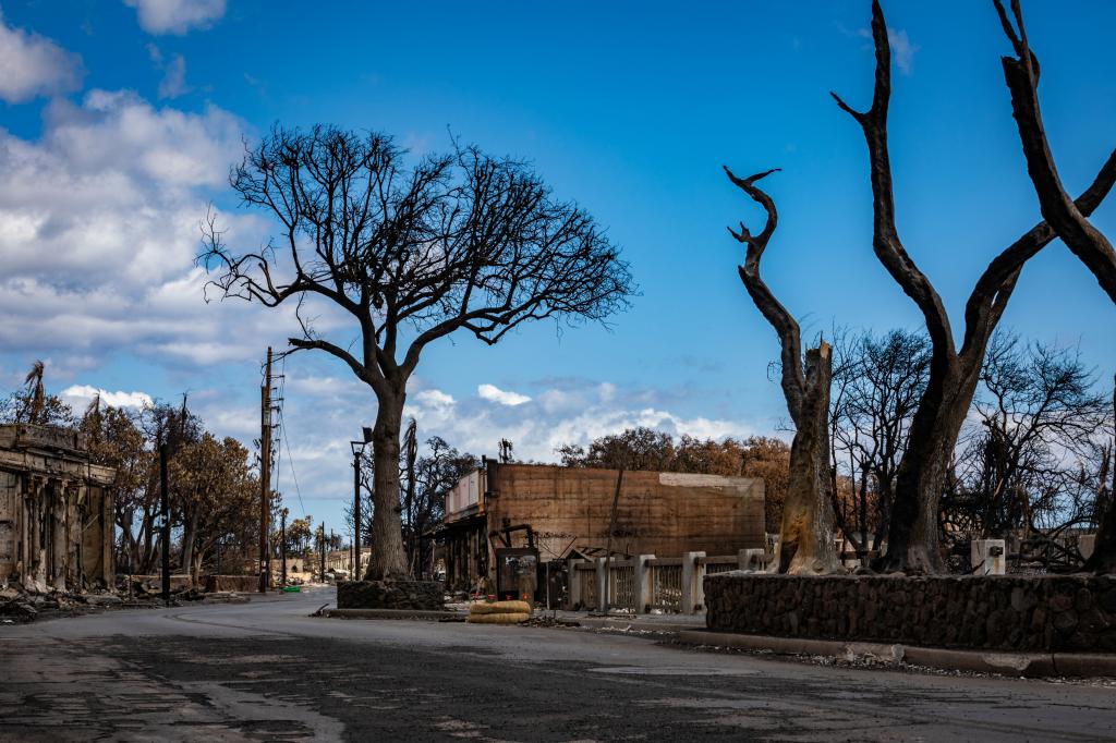 Trees charred by the Maui wildfires.