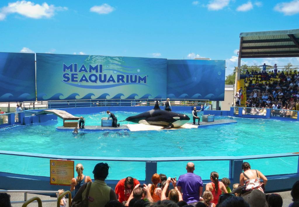 Lolita the whale performs before a crowd at Miami Sequarium.