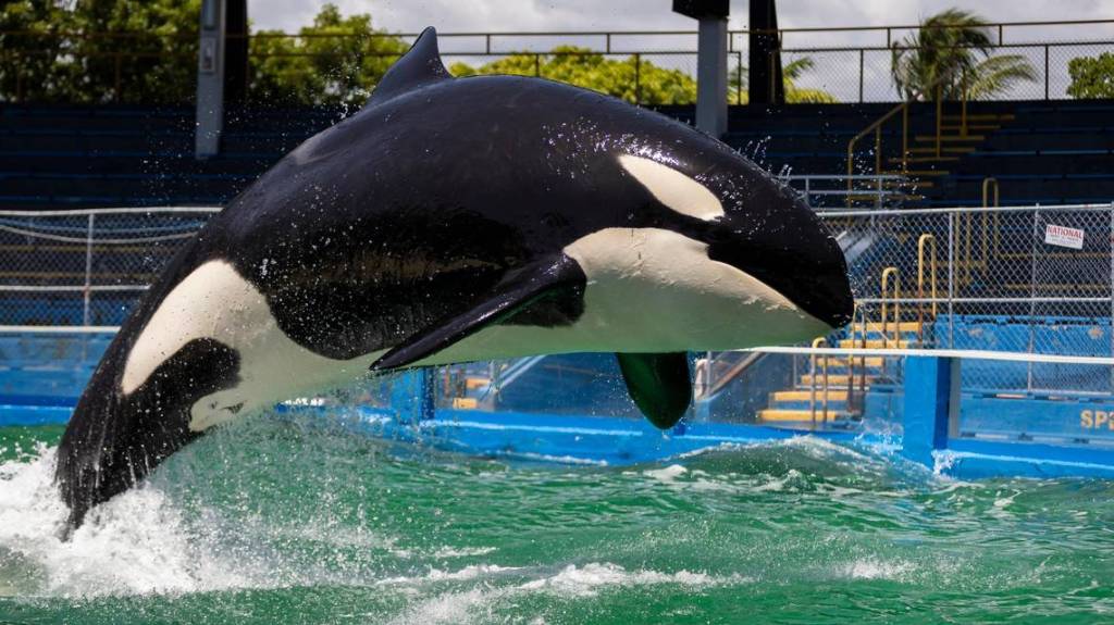 Lolita, the killer whale, jumps out of the water at Miami Seaquarium.