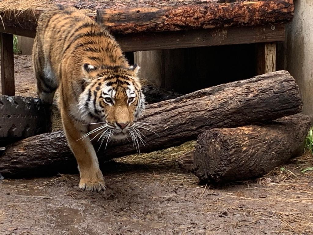 A tiger is pictured walking over some logs.