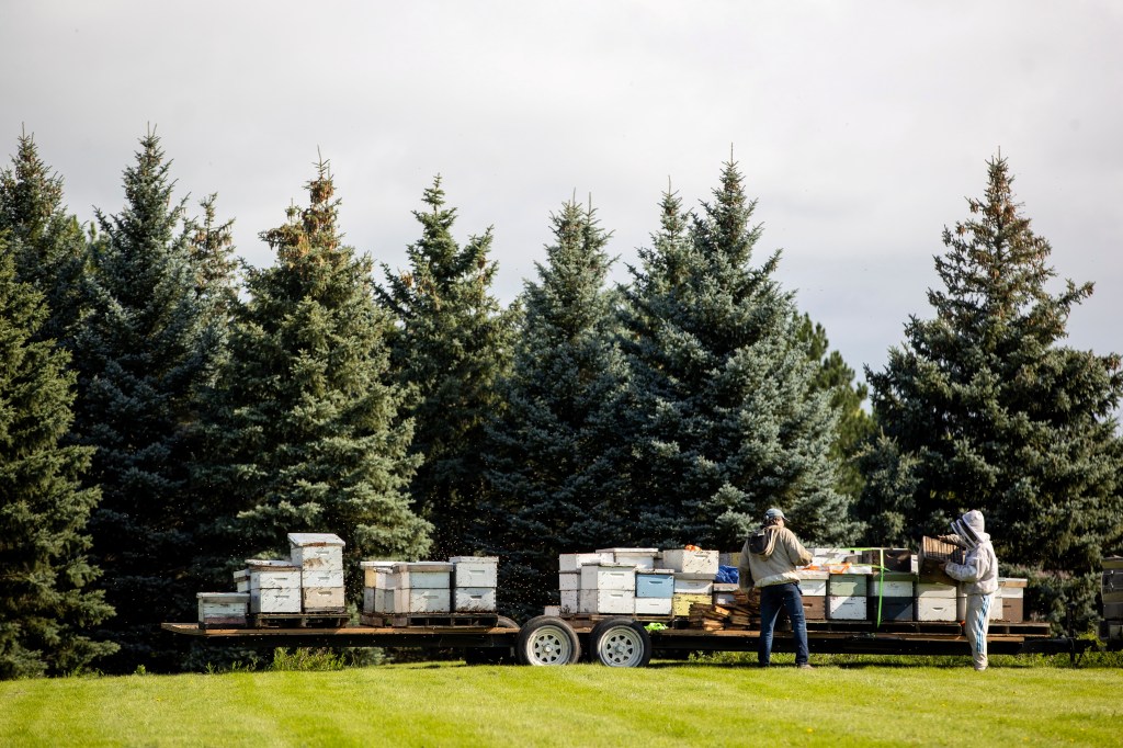 bees on a truck