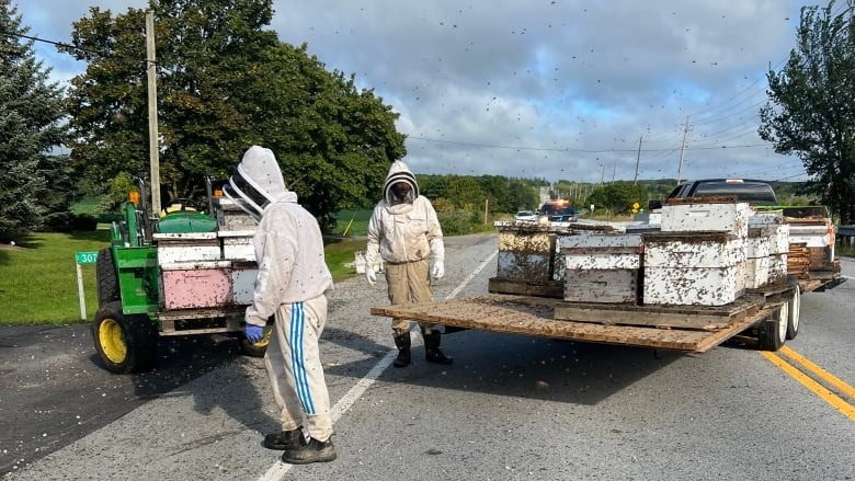 Normally, bees in such a large group would stay together in their boxes, Peters said. 