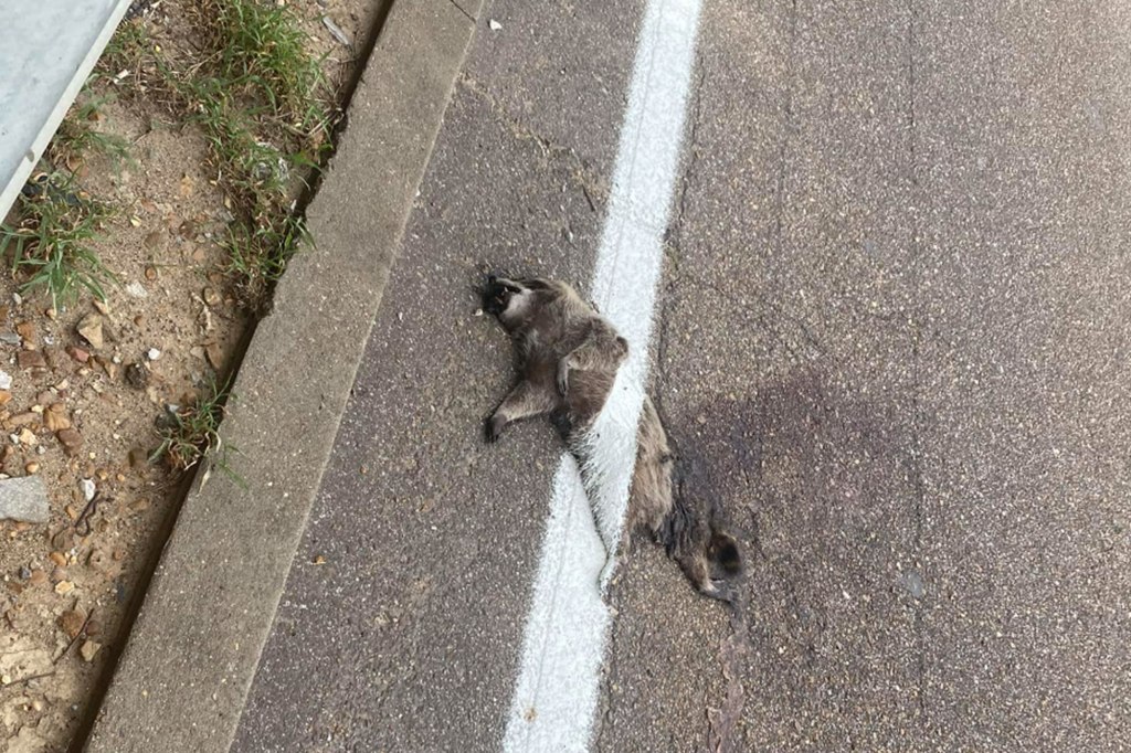 A curious citizen snapped a picture of a dead raccoon with a painted white line over it in Memphis.