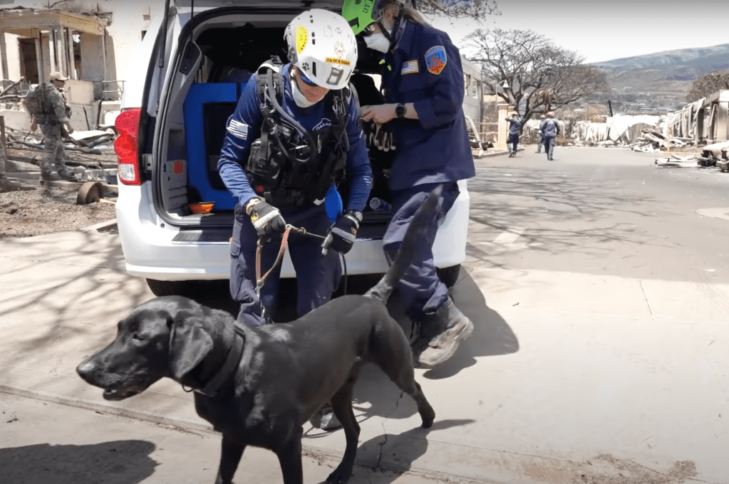 "The canines, like any other athlete, they want to get out there and go to work. They’re very driven by what they do," the spokesperson said.