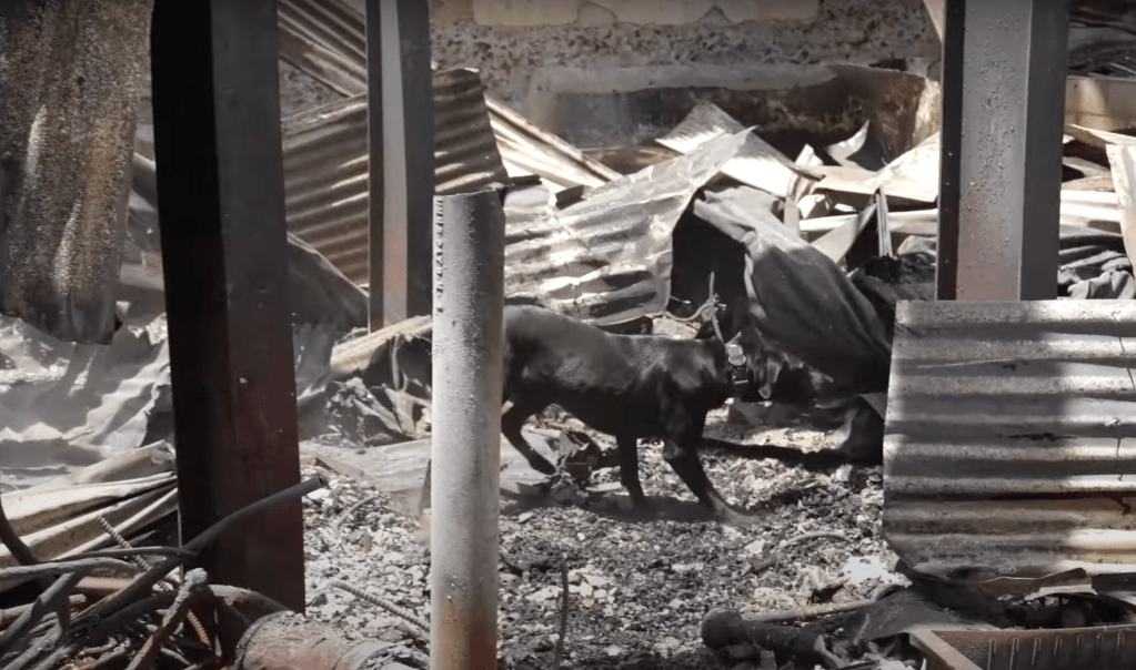 Because the 1,000-degree inferno left little standing other than tin roofs and scattered cinder blocks, the dogs are diligently led through the leveled neighborhoods at a much slower pace than they're used to. 