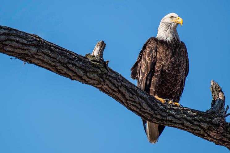 One member of the city's feathered population is Vito, seen here nesting on a branch on Staten Island.