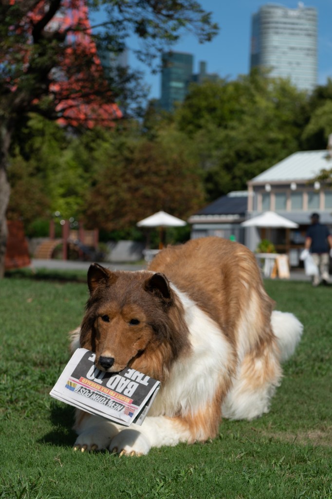 Paws on The Post! Toro was seen with a copy of The New York Post during a recent walk in Japan. 