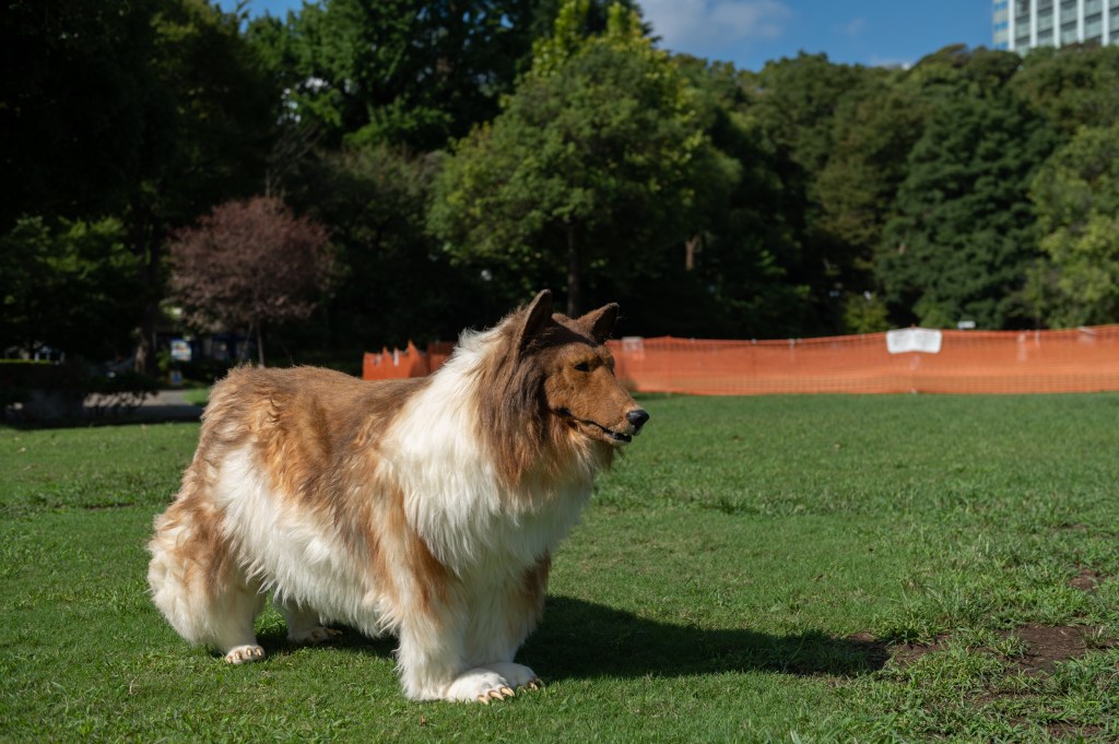 "The reason I chose a collie dog breed specifically is primarily because I like raising them," the dogglegänger dished, saying he has owned multiple pups in the past. 