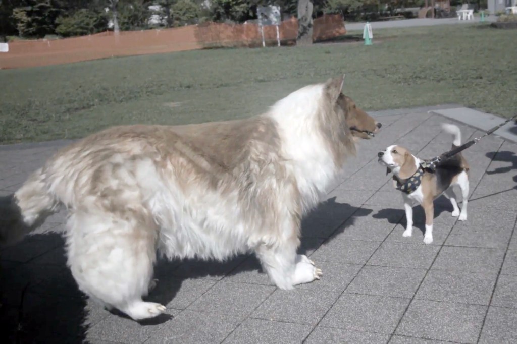 Toco has grown more comfortable being out in public while clad in costume and has been filmed playing fetch and even pretending to eat dog food. 