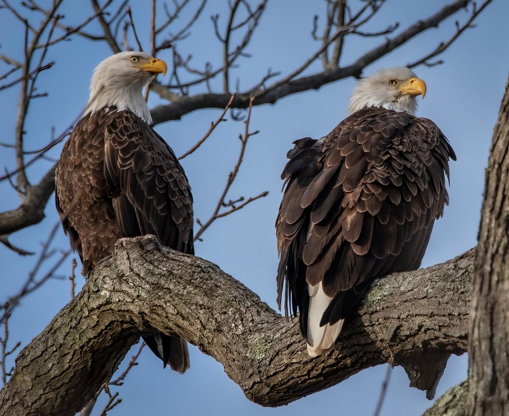 two bald eagles perched on a branch