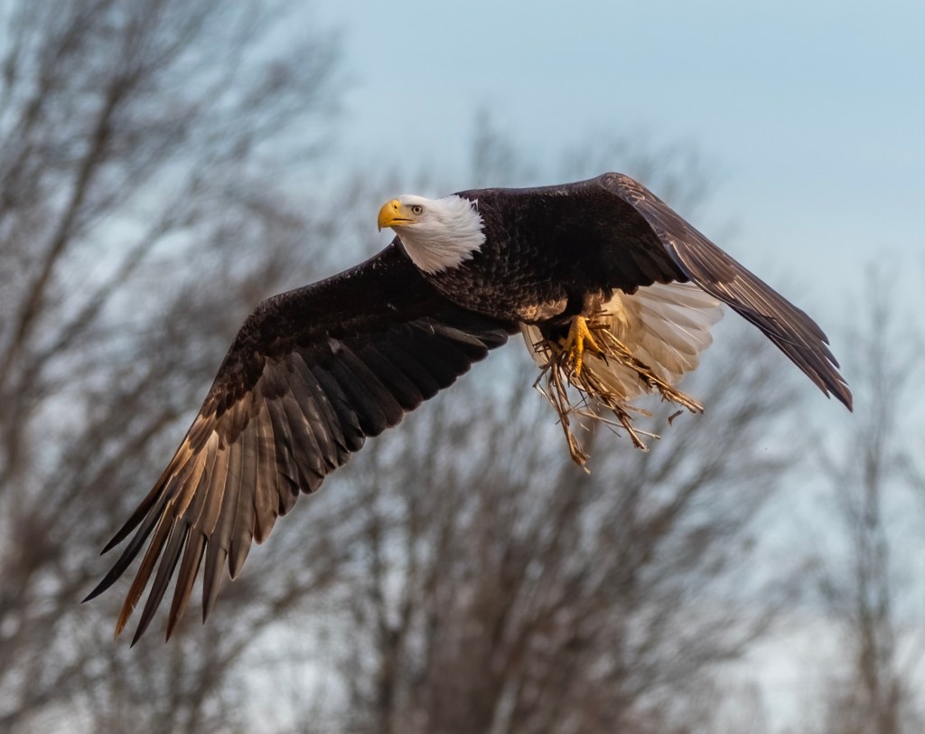 bald eagle flying