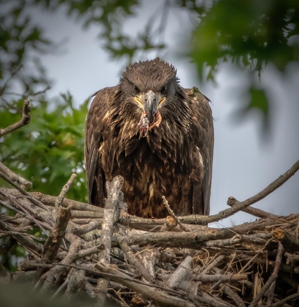 eagle eating