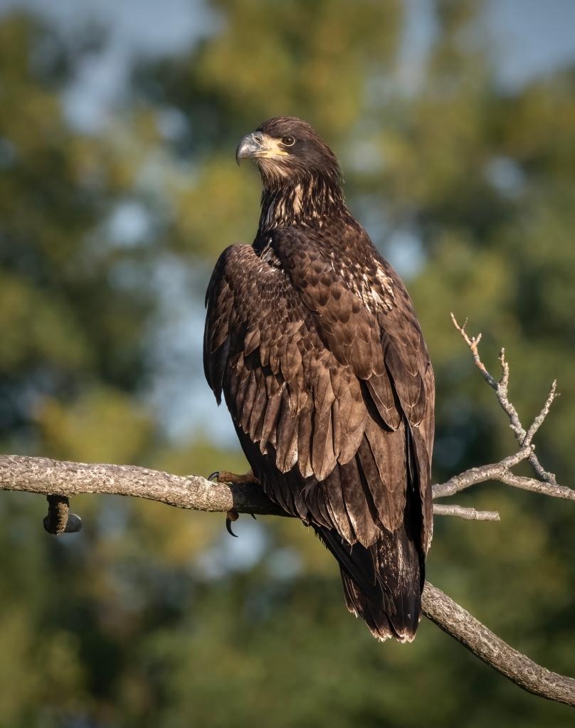 a bald eagle perching on a branch. 