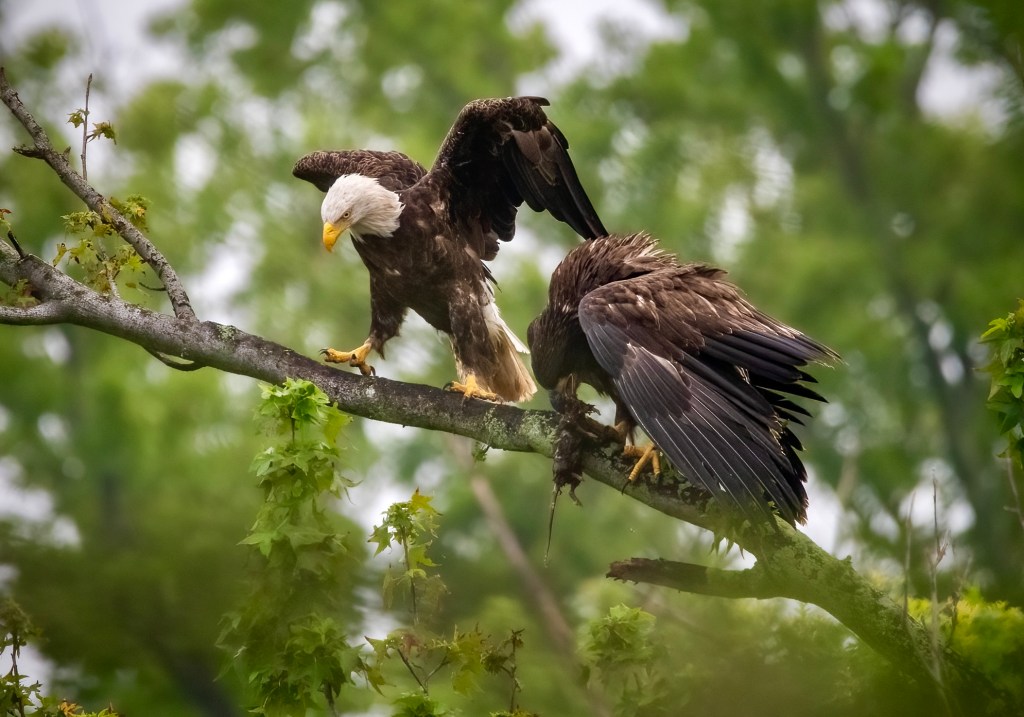 two bald eagles on a branch, one eating a rat