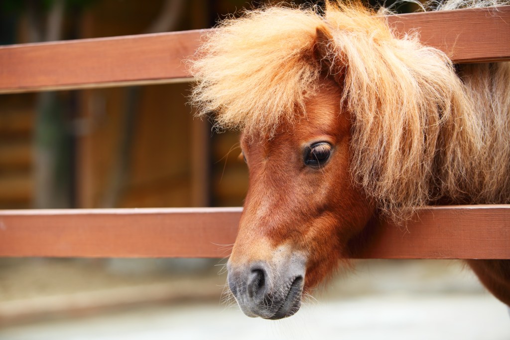 Miniature horse