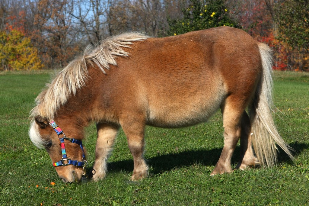 Miniature horse