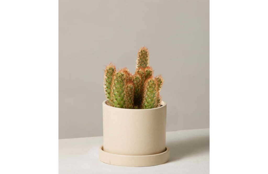 Ladyfinger Cactus
