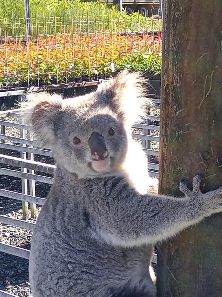 The koala caught eating thousands of saplings at an Australian nursery has returned — this time with two more koalas.