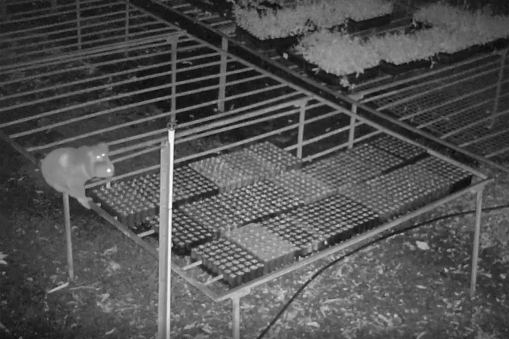 A female koala and a baby joined Claude at the nursery for a late night meal.