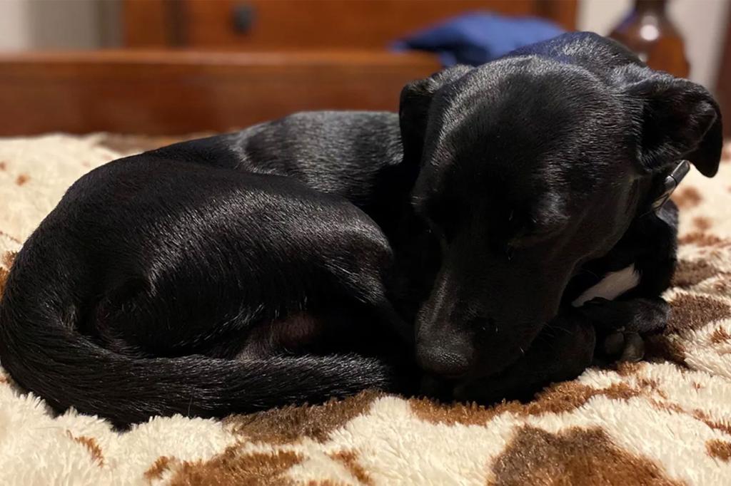 The shelter challenged anyone brave enough to take care of Eddie to do so, as he scares the other dogs inside the facility.