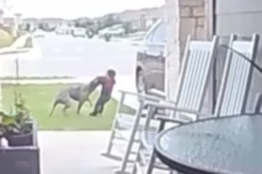 A screengrab of video showing a pit bull attacking a Texas toddler.