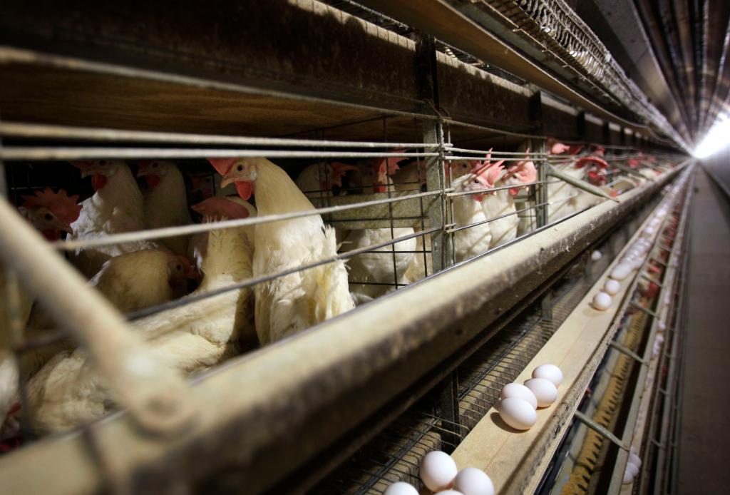 Chickens in coop