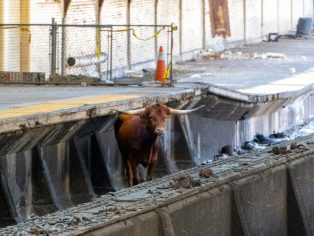 A bull stands on the rail tracks near Newark Penn Station in New Jersey, Dec. 14, 2023.