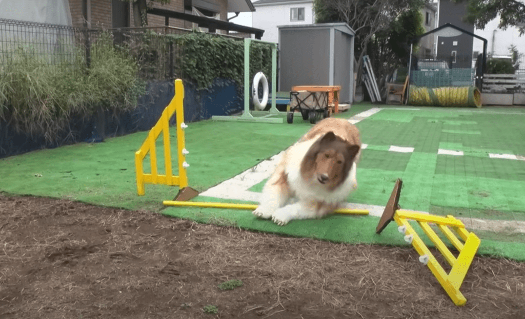 After failing to clear the bar, Toco fell over crashing into the obstacle, breaking it along the way.