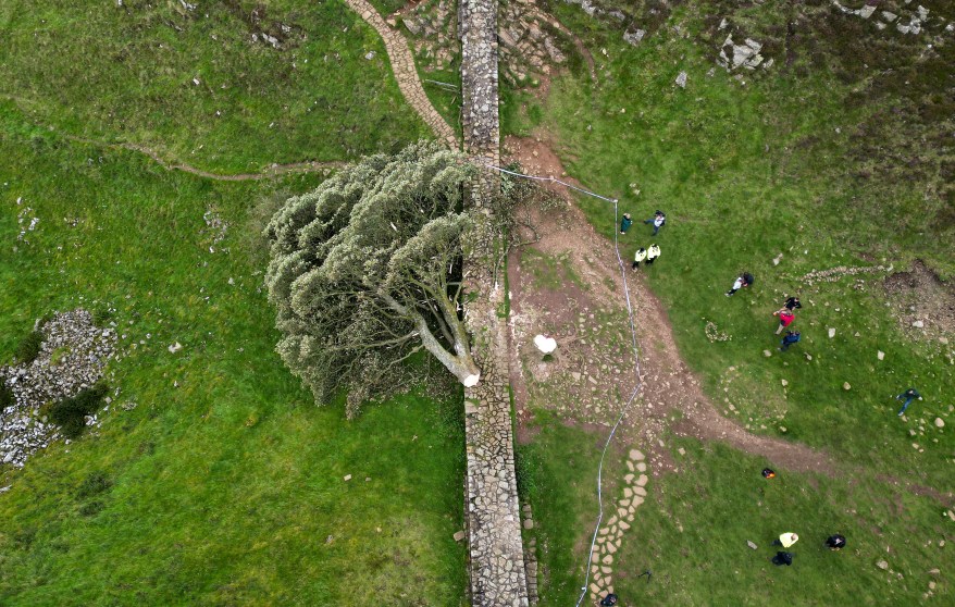 The 'Sycamore Gap' tree on Hadrian's Wall lies on the ground leaving behind only a stump in the spot it once proudly stood, on Sept. 28, 2023 northeast of Haltwhistle, England. The tree, which was apparently felled overnight, was one of the UK's most photographed and appeared in the 1991 Kevin Costner film "Robin Hood: Prince Of Thieves." 