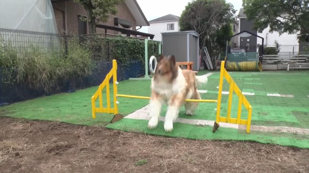 Toco attempted to jump over a bar a few feet off the ground but failed to get his body over without touching the obstacle.