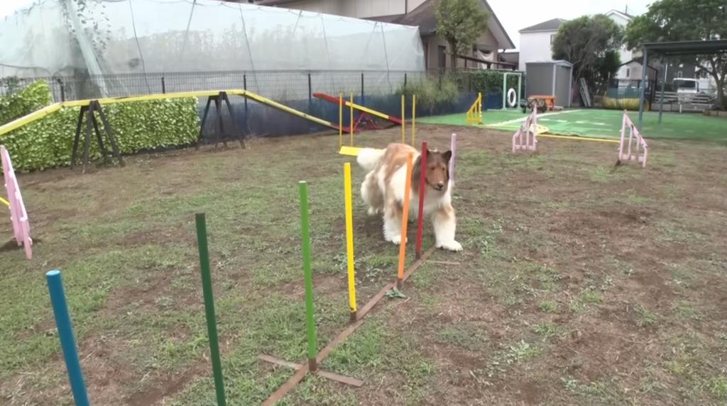 Toco took it slow as he maneuvered his way around agility weave poles.