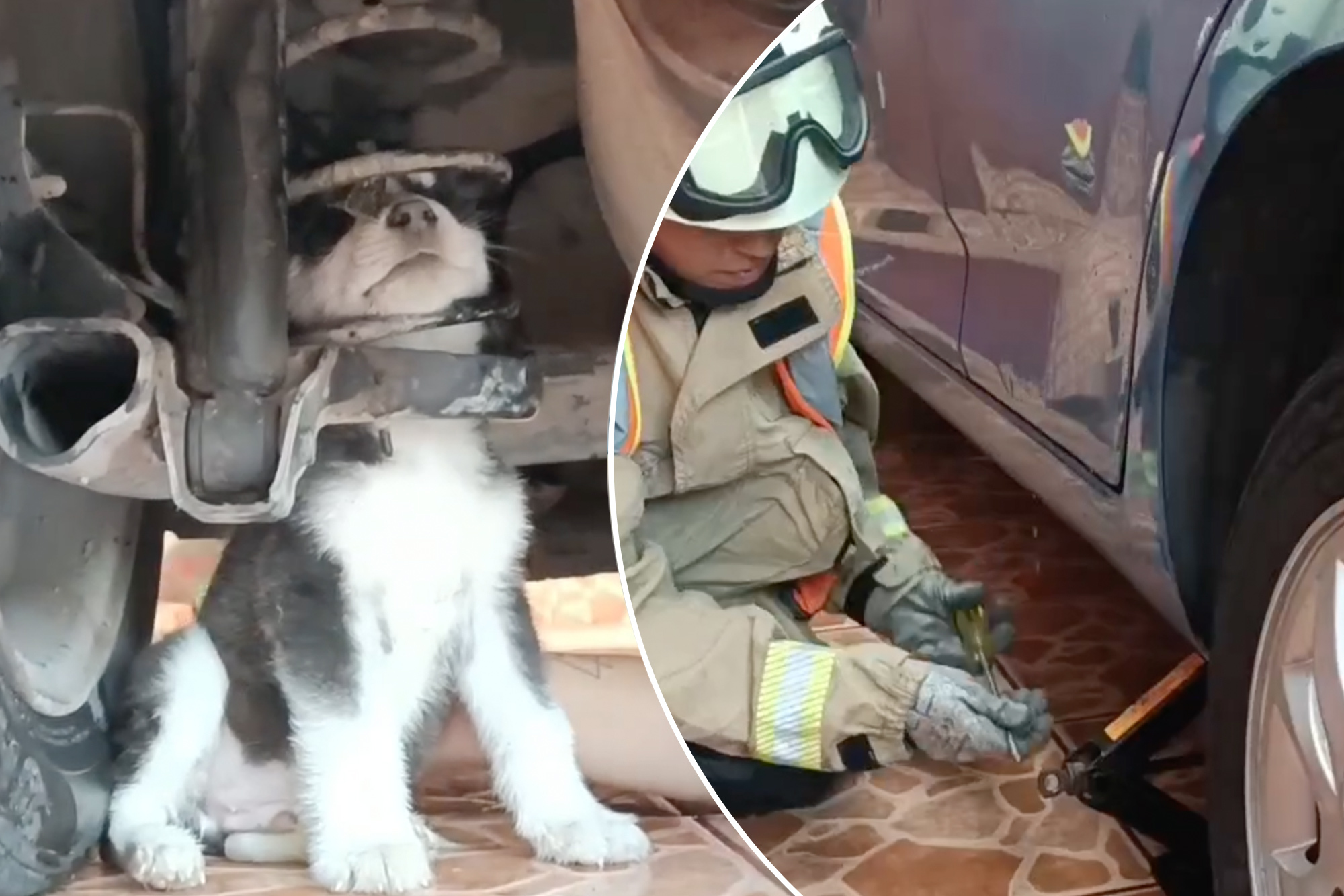 Husky puppy somehow got his head stuck under a car