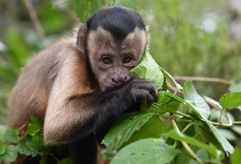 A Capuchin, Charlie, escaped from his sanctuary in Ireland earlier this month.