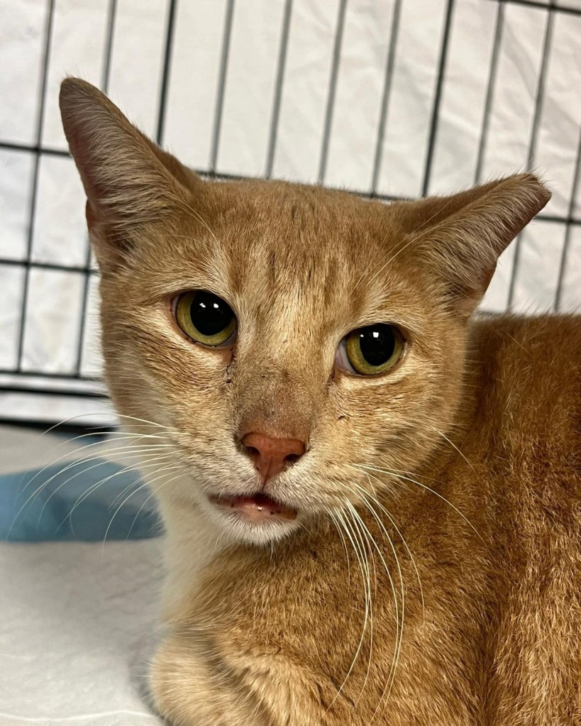 The Maui Humane Society called the woman and said they believed they found her cat, the nonprofit rescue said in a social media post Monday. 