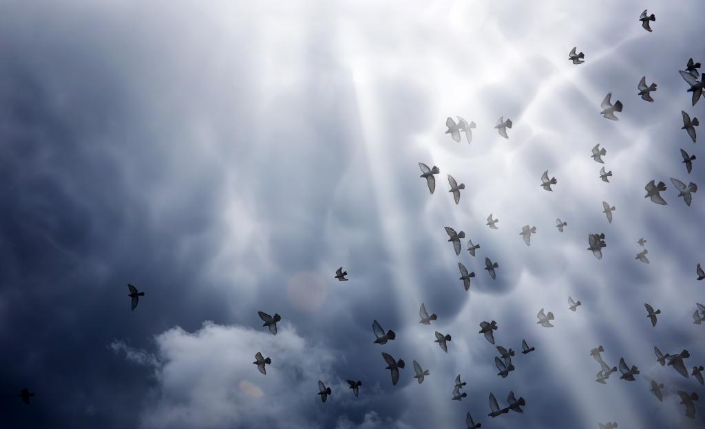 Rain clouds in the sky and a flock of pigeons. The gray dark clouds in the sky and the sun's rays illuminate the earth. The religious concept of faith, the rays of the sun illuminate the path.