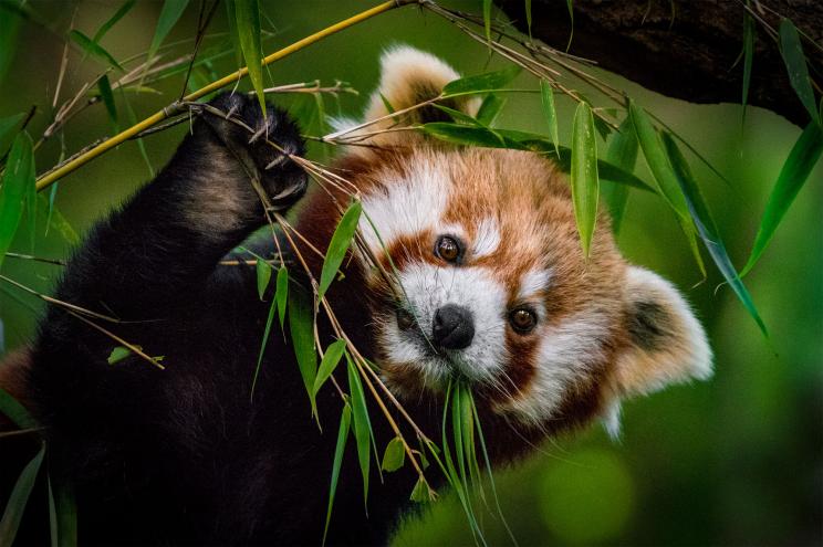 Barney the red panda escaped from his enclosure at the Cologne Zoo in Germany this week