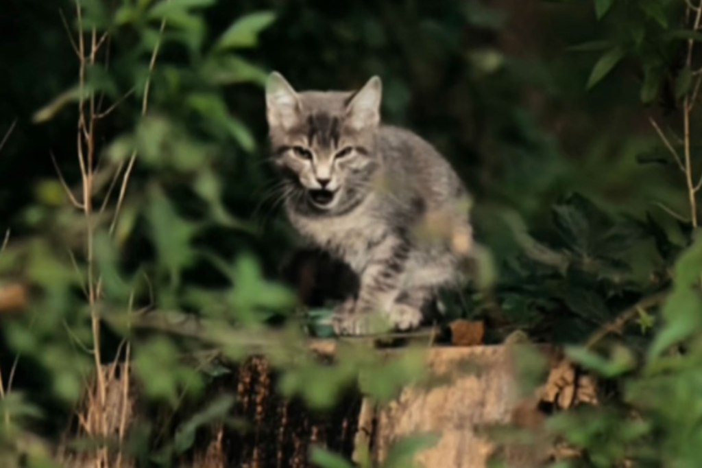 Gray kitten meows on three stump in woods. 