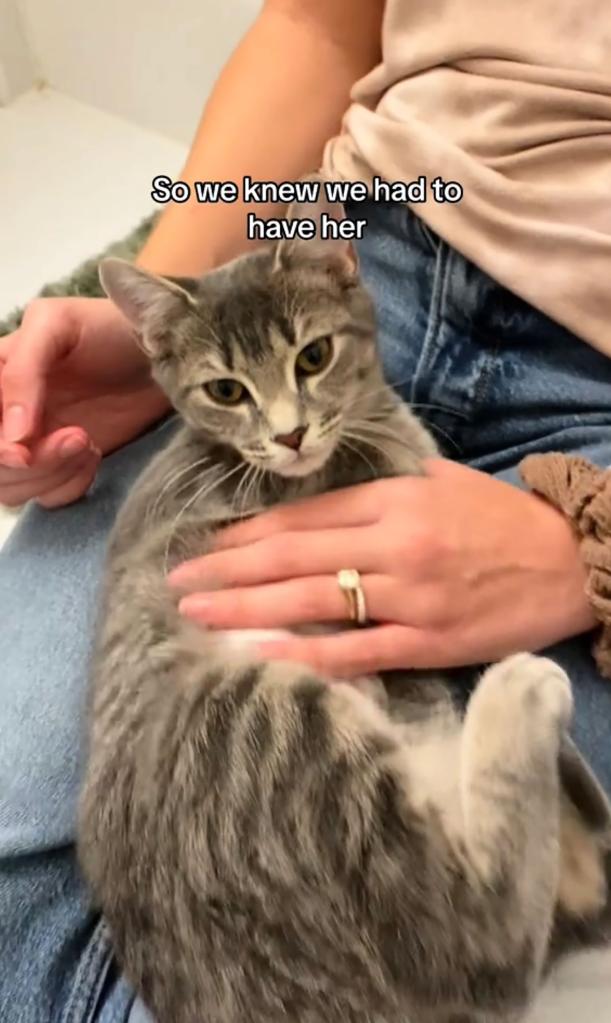 Gray kitten in lap of a woman. 