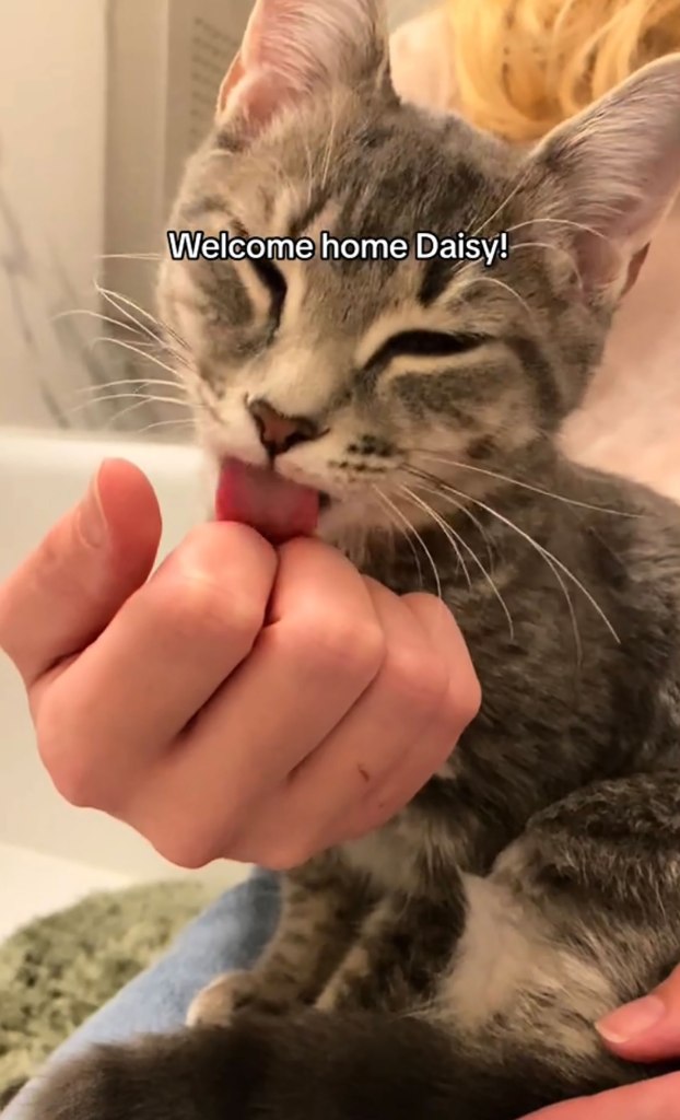 Gray kitten licks a woman's hand. 