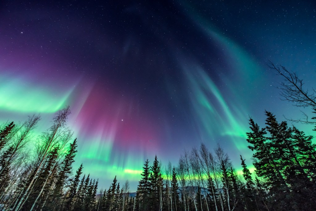 Purple and green aurora / northern Lights over tree line